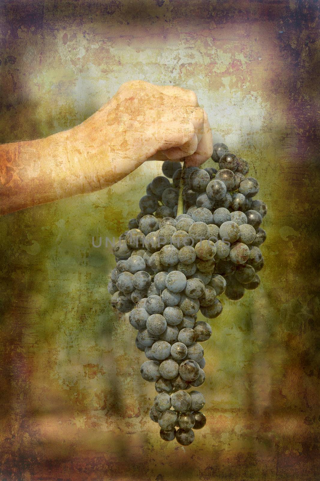 Ripe Nebbiolo grapes by ABCDK