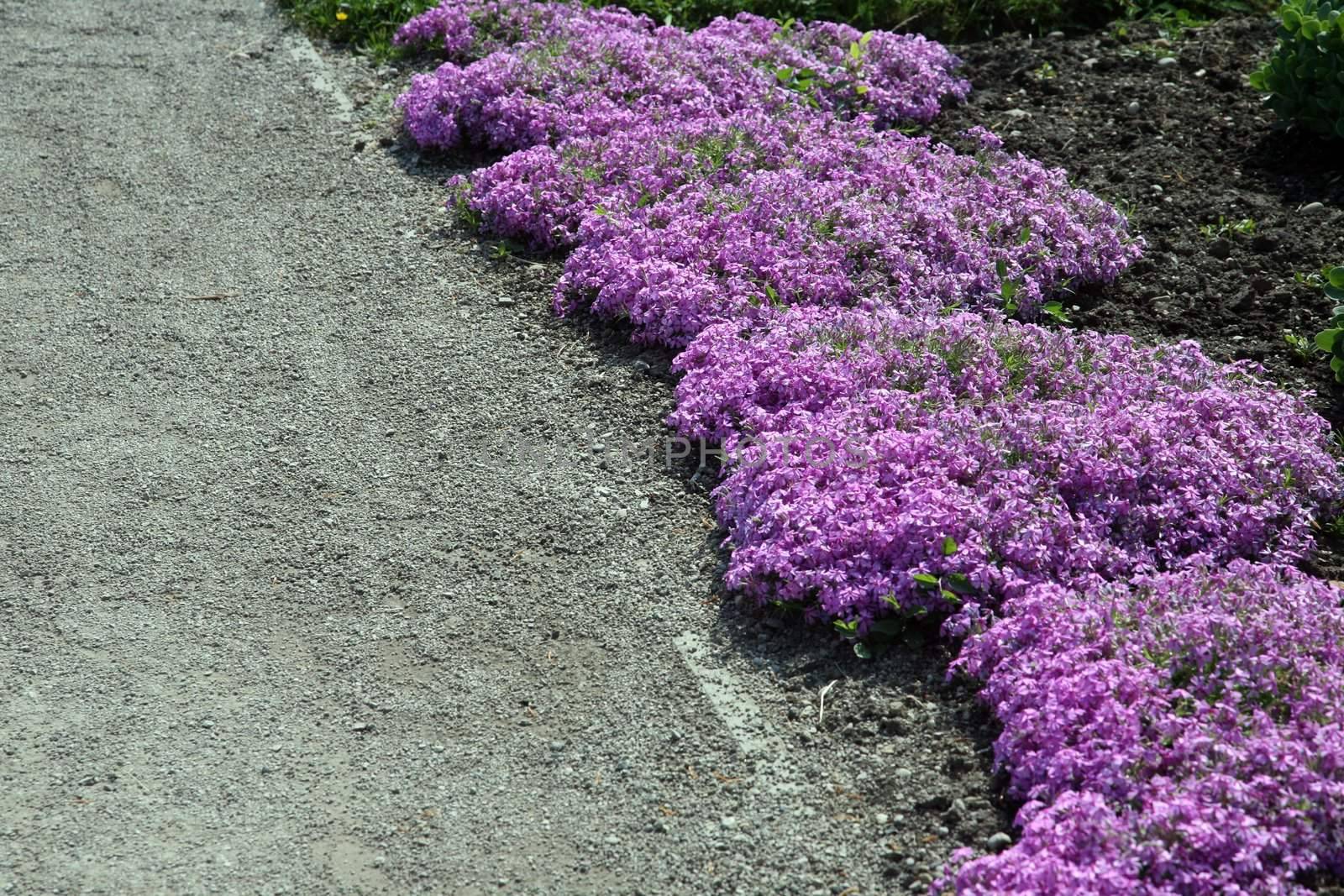 Garden flowers