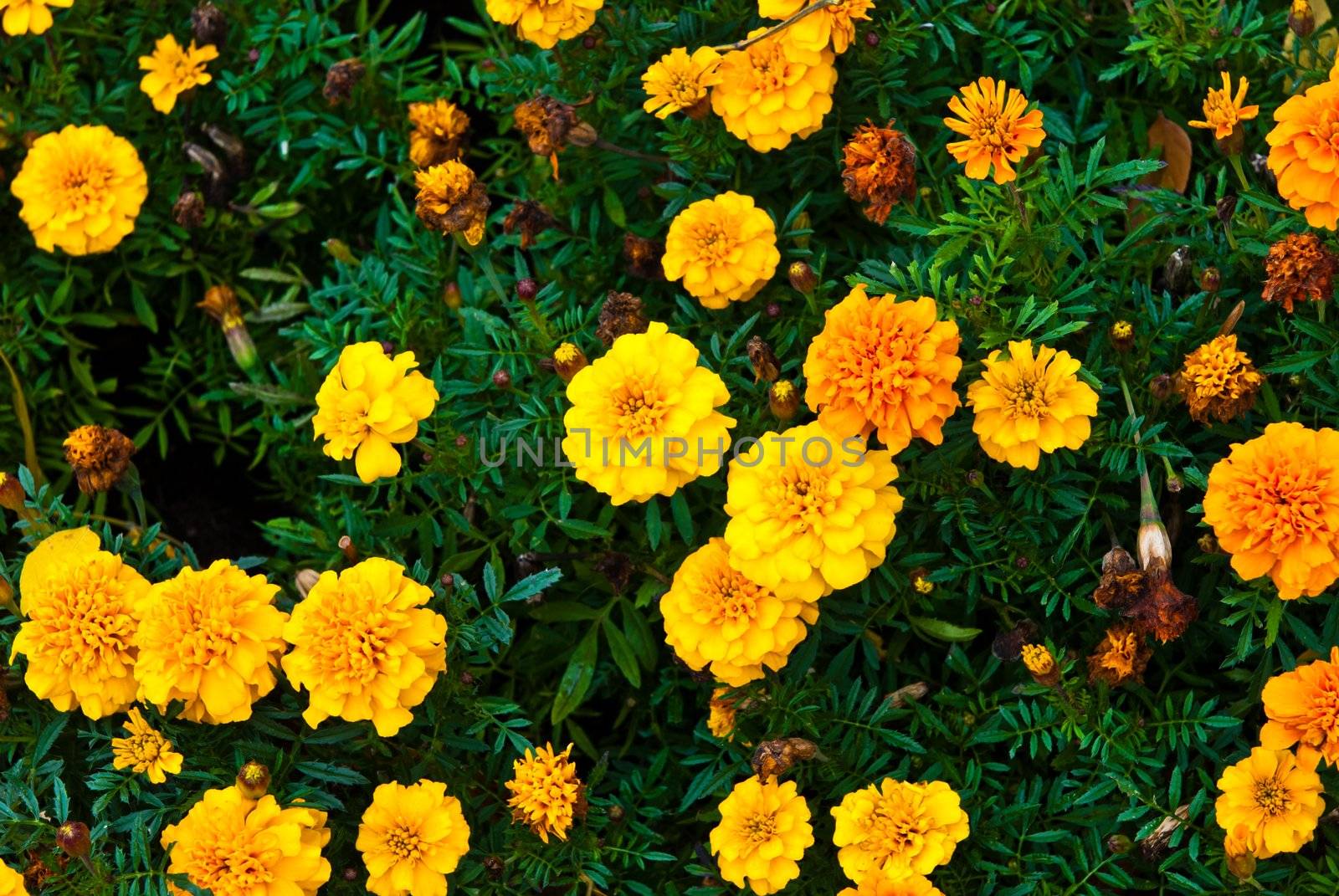 Yellow garden flower on grass
 by sasilsolutions