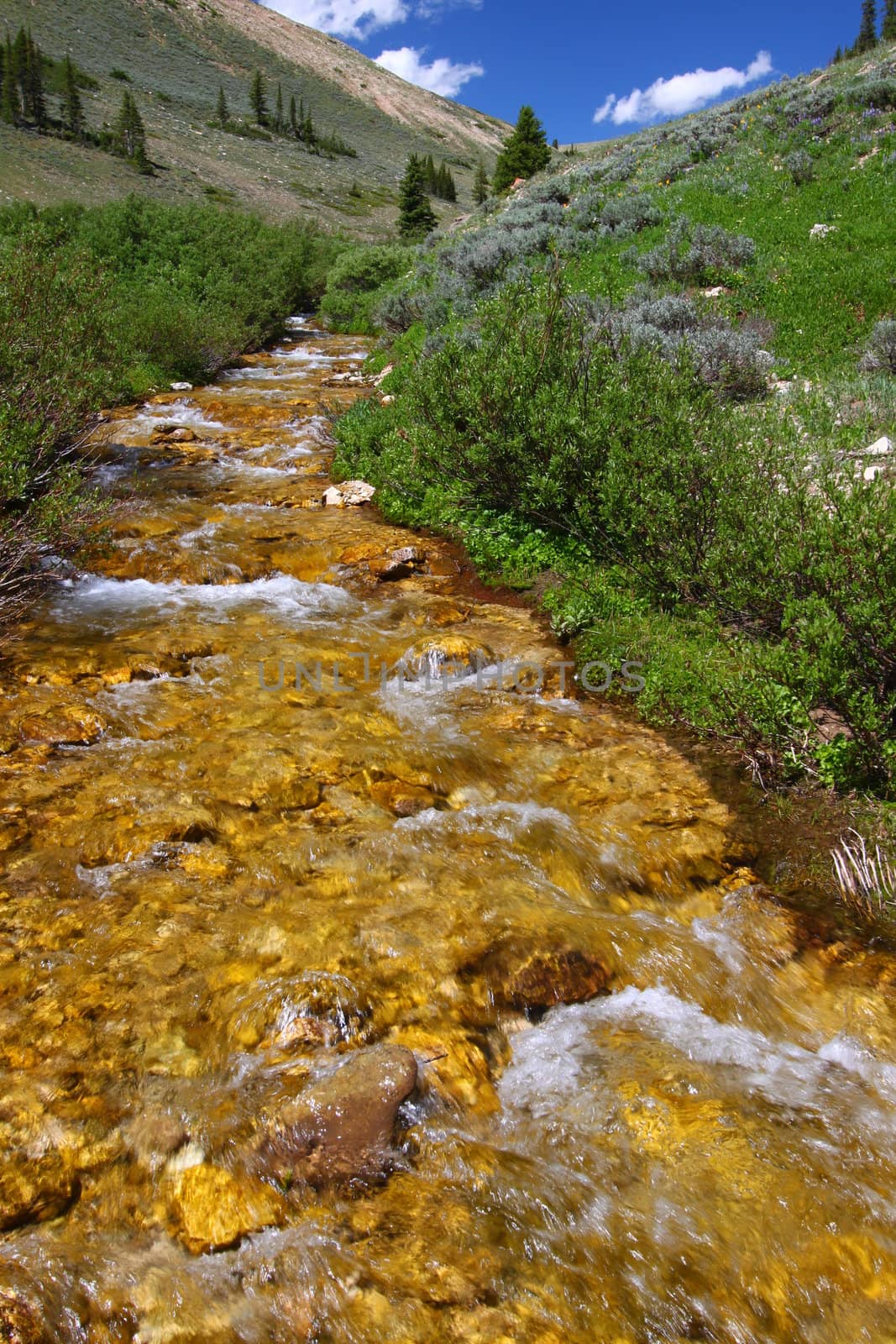 Pristine mountain stream flows through the Bighorn National Forest - USA.