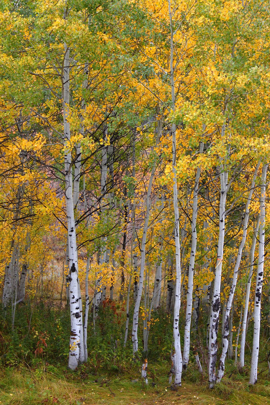 Bright Fall Colors in Utah by Wirepec