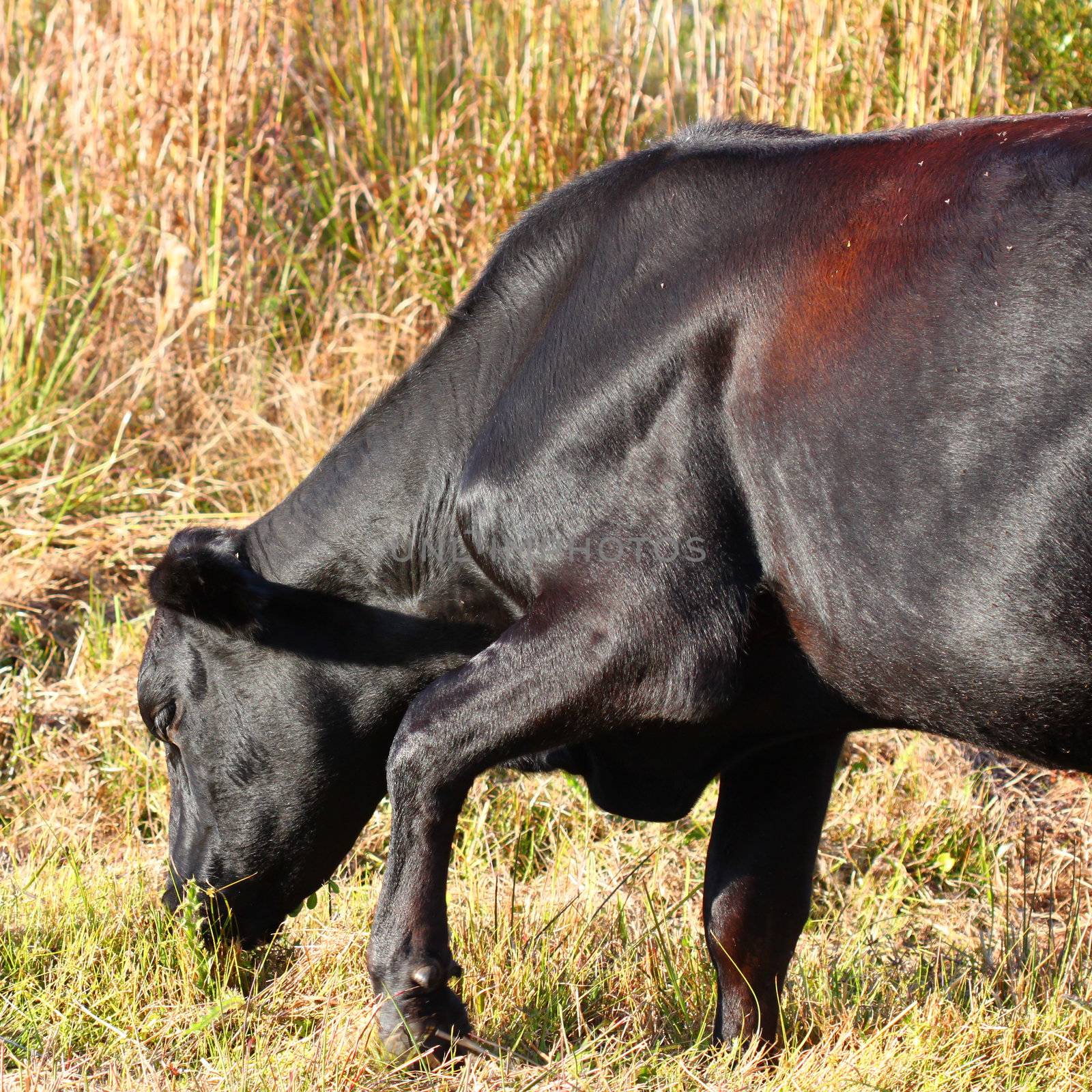 A large cow grazes on grass in central Florida.
