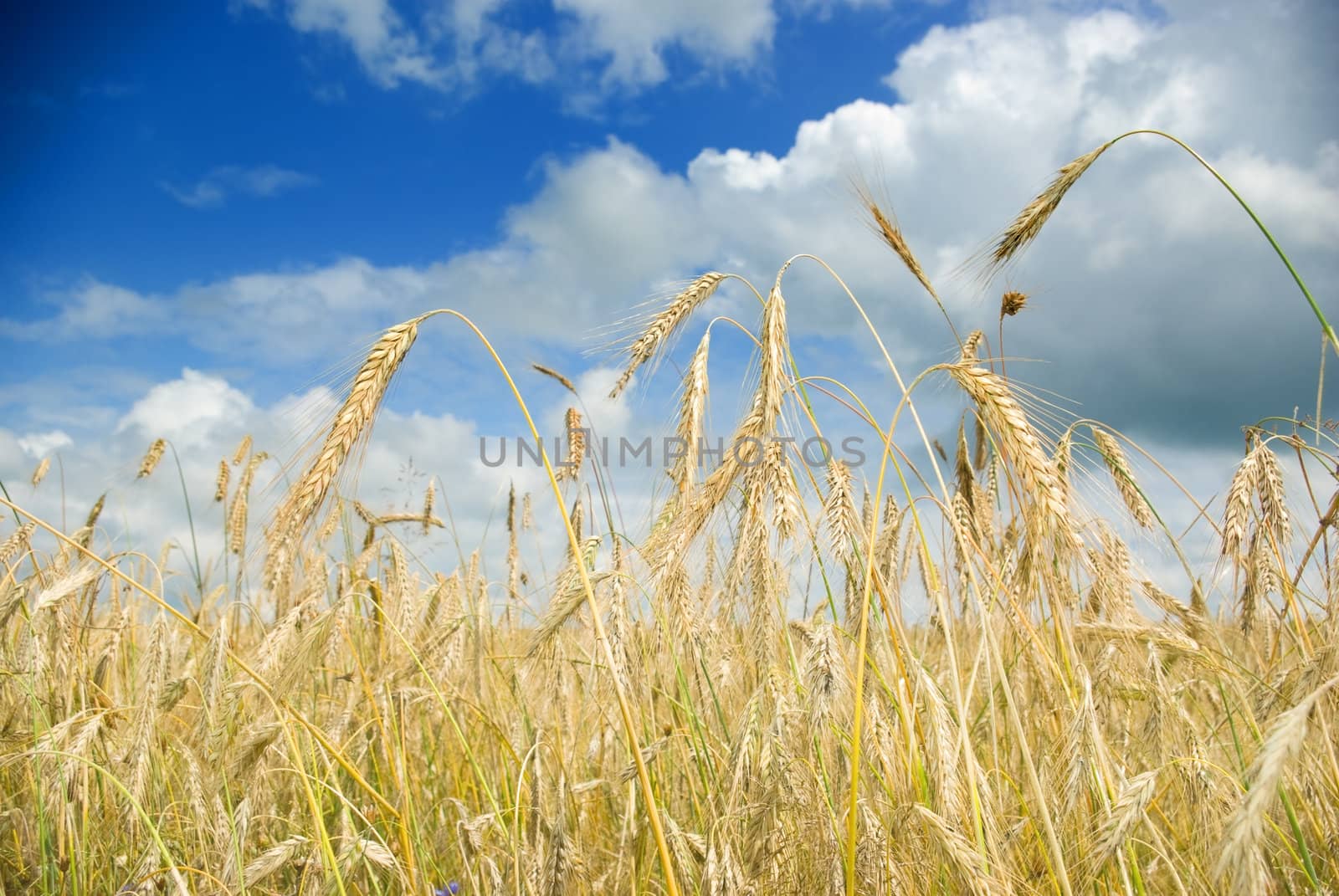 Wheat field by vrvalerian