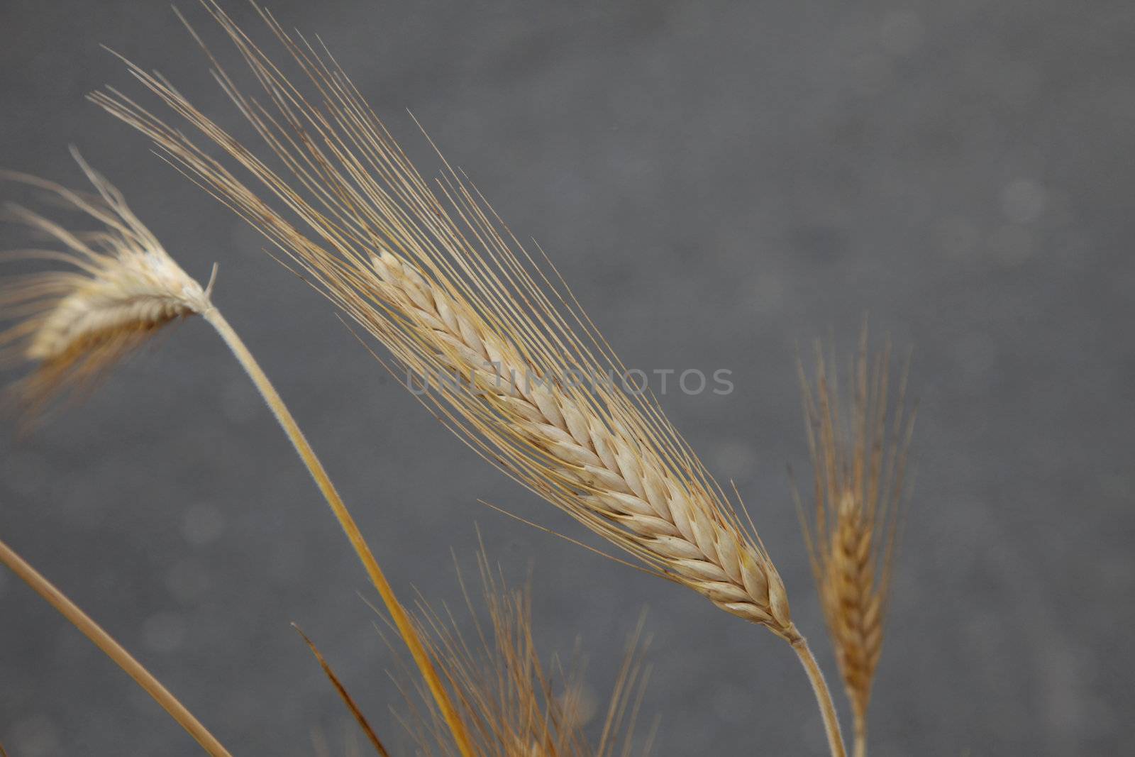 Wheat