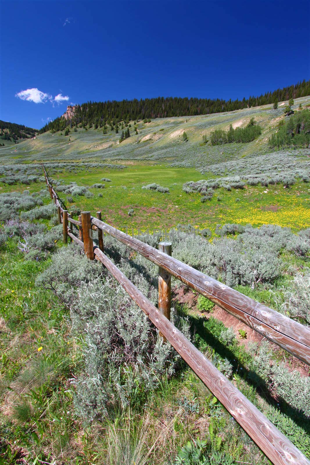 Wildflowers grow along a rustic fenceline in the Bighorn National Forest of Wyoming.