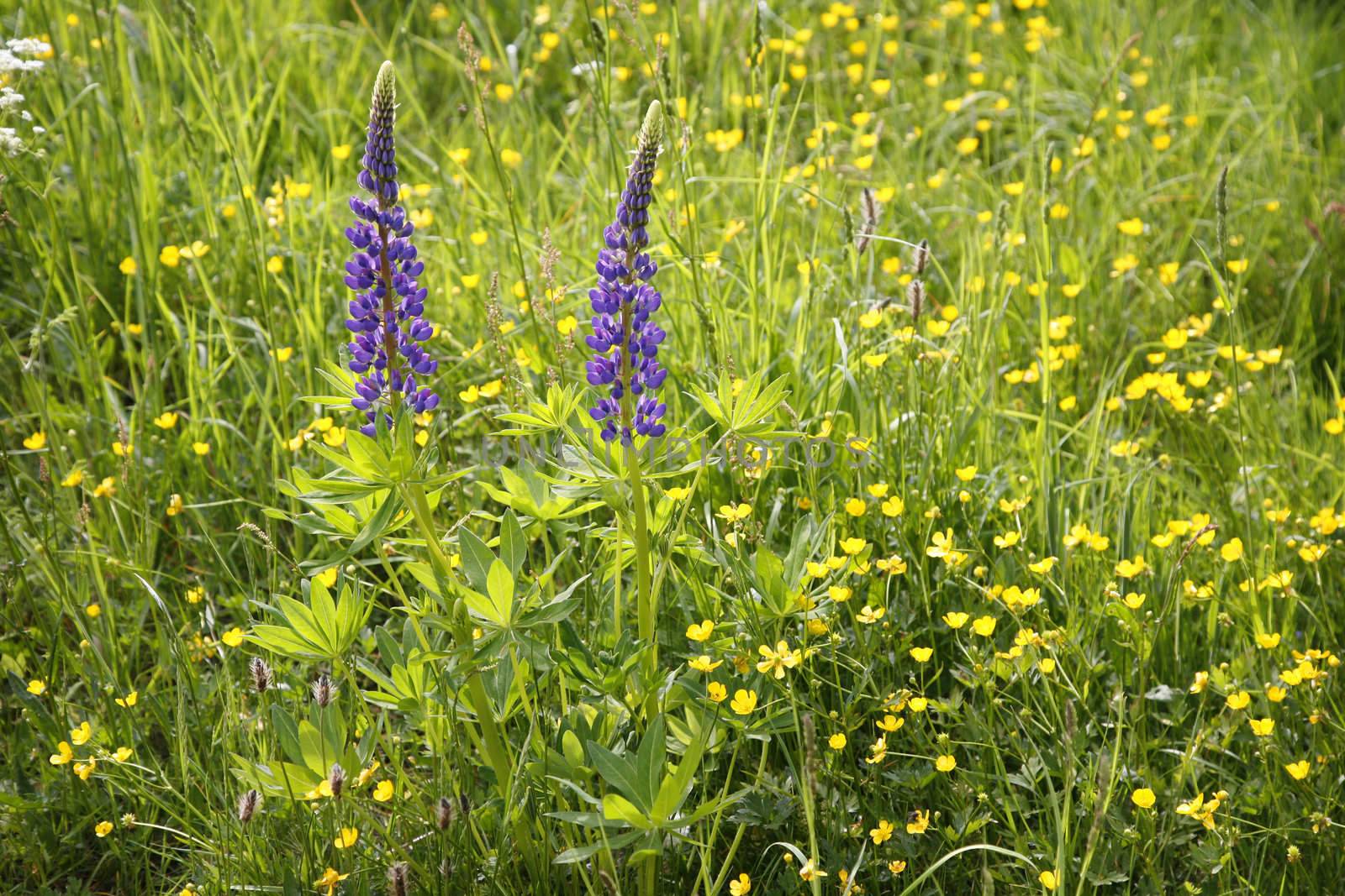 Danish summer meadow with Lupines and Buttercups.