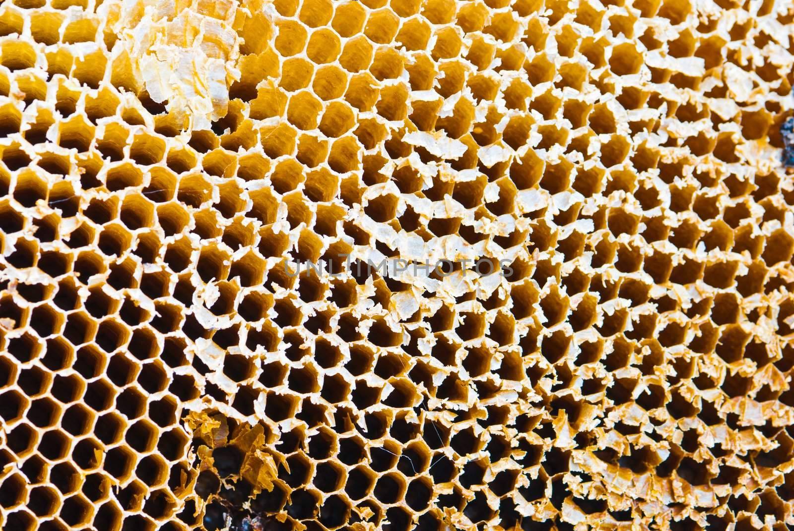 Closeup of honey comb on a sunny day showing detail patterns and gradual lights
