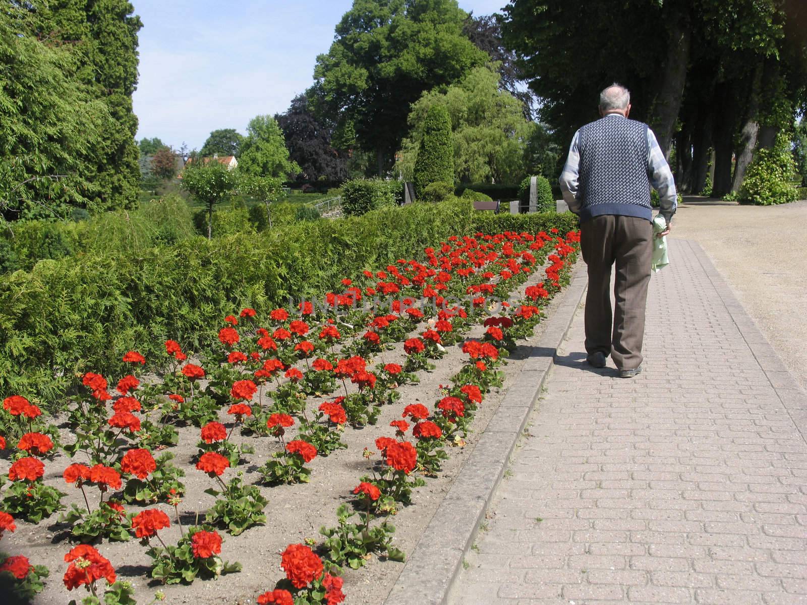 Elderly man on his way to his wifes grave at the cemetary at summertime with flowers in his hand.