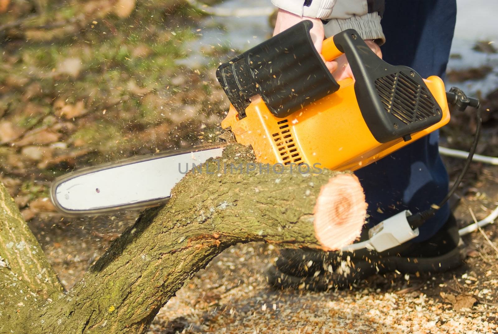 Man with chainsaw cutting the tree