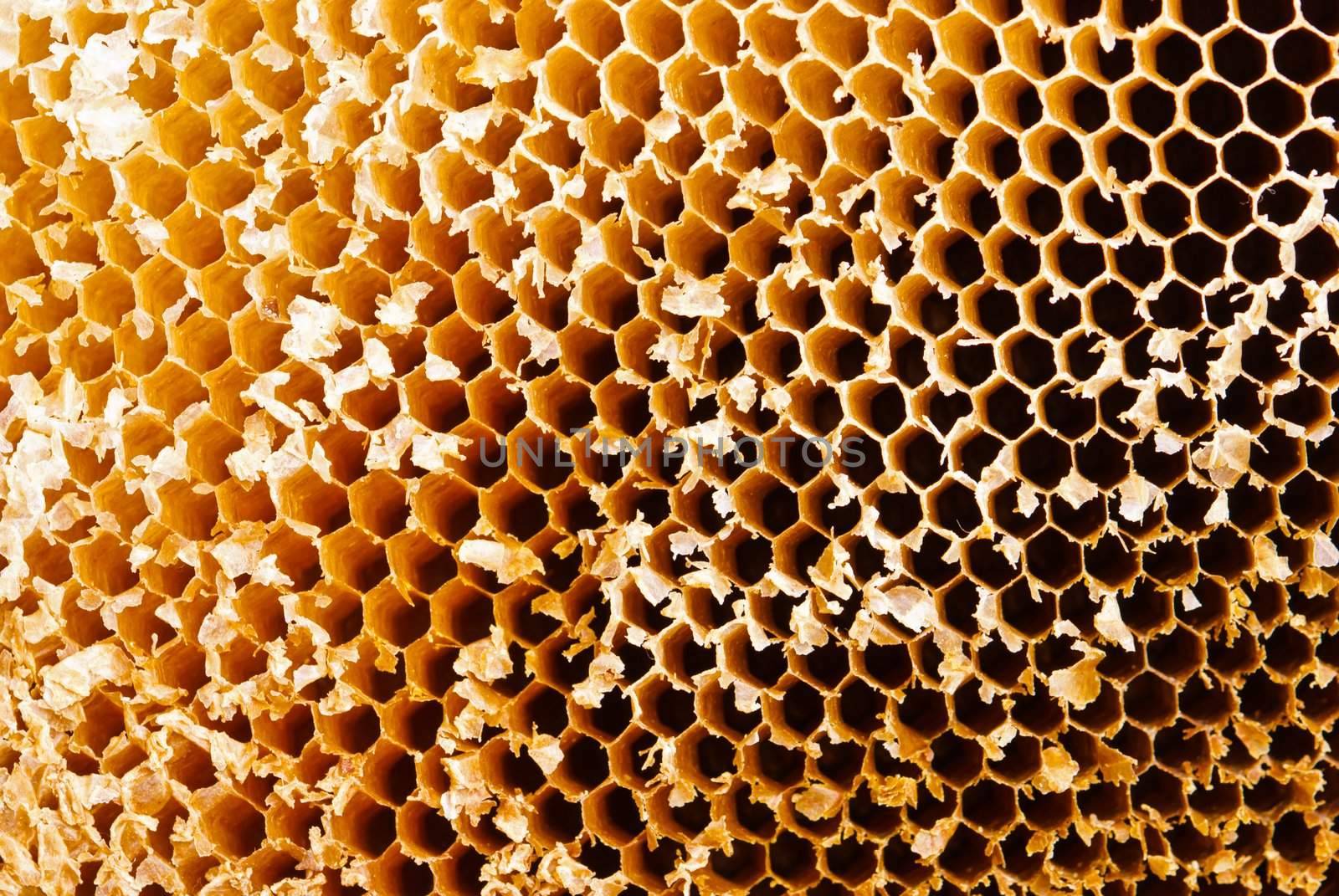 Closeup of honey comb on a sunny day
 by sasilsolutions