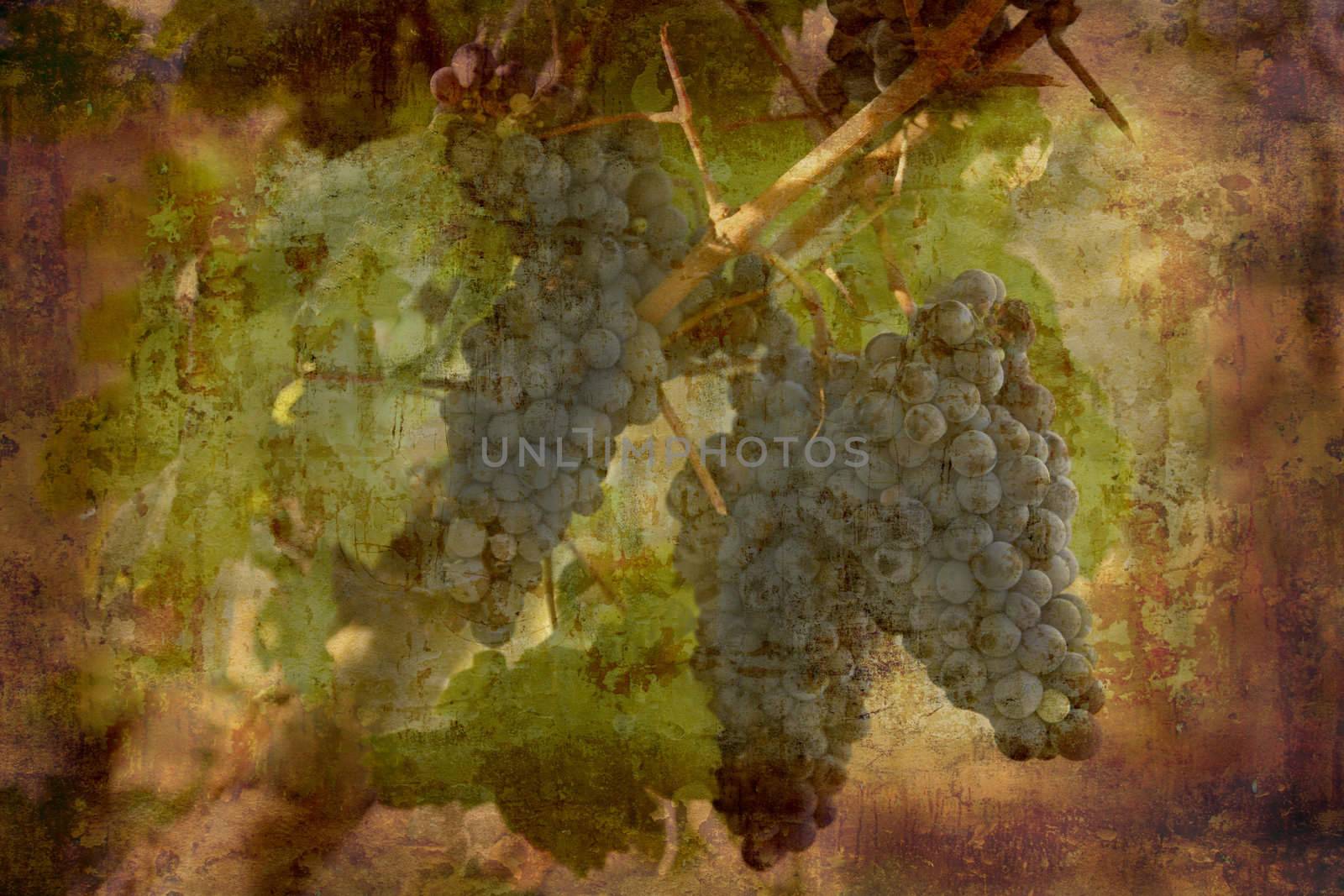 Artistic work of my own in retro style - Postcard form Italy. - Blue grapes.