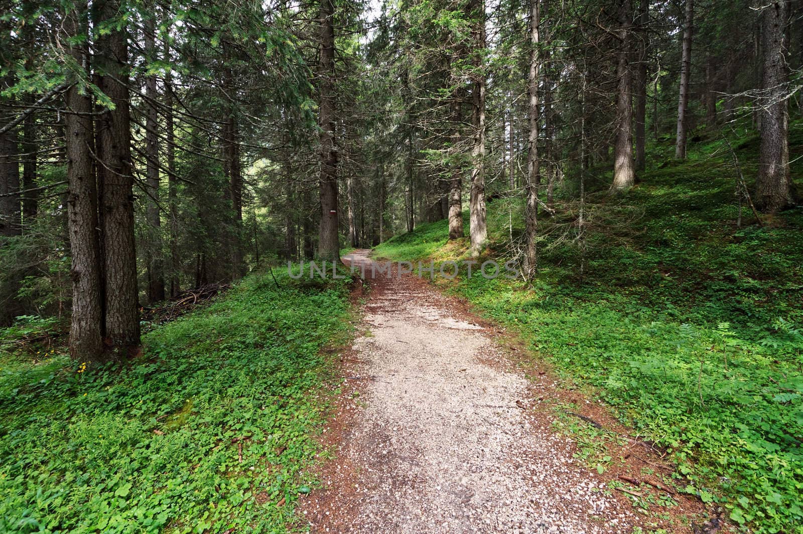 alpine footpath through the forest on summer