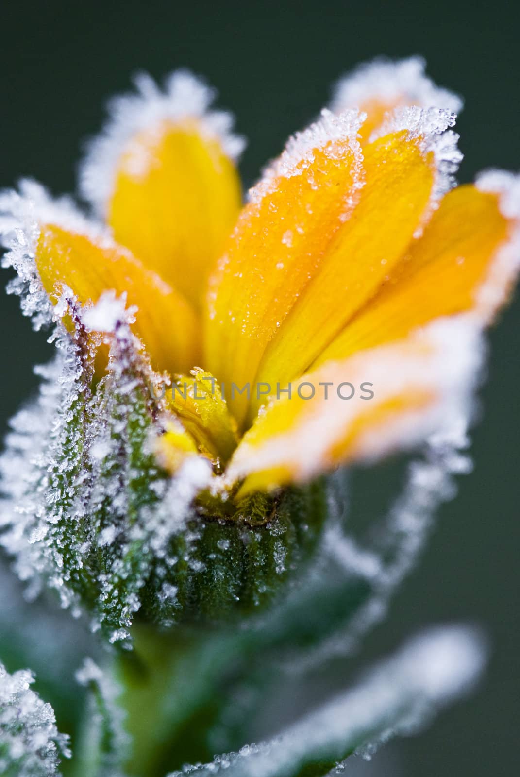 Frozen orange flower photographed in close. Macro. in their natural environment.