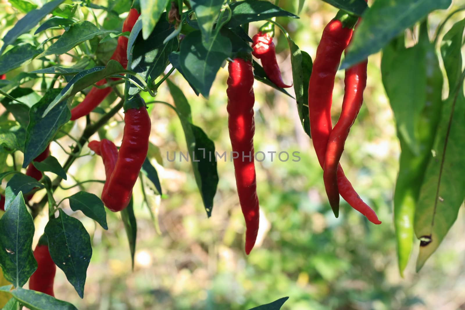 ripe chili peppers hang on a plant outddor