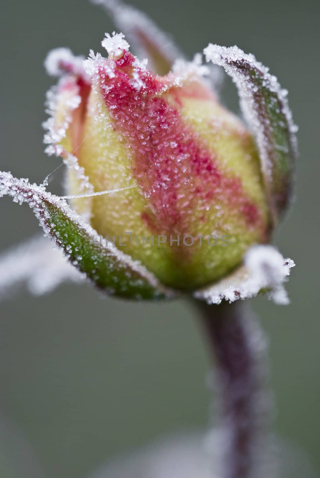 Frozen flower Rose. Photographed macro.