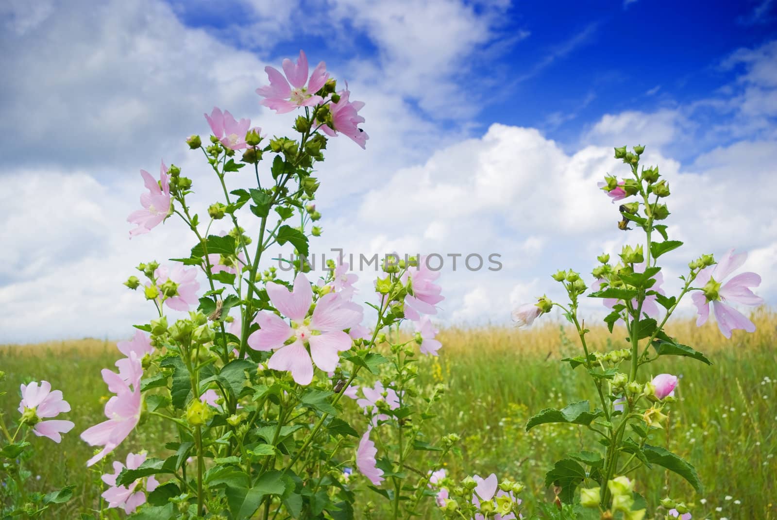 wild mallow by vrvalerian