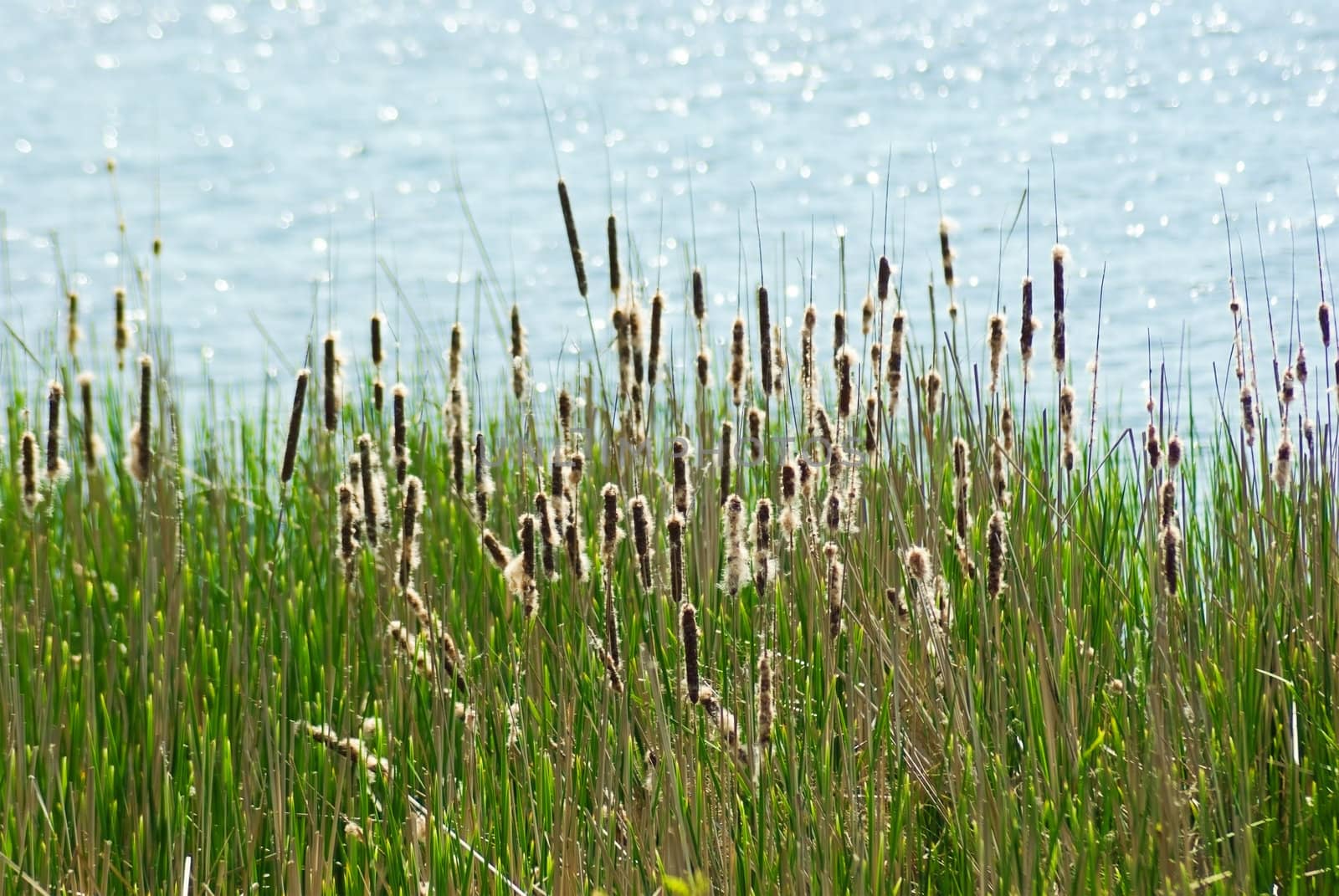 Flowering reed and bulrush next to the water surface