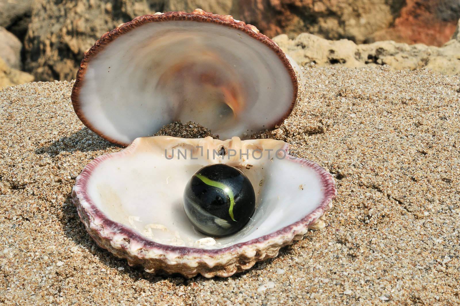 Seashell with a black ball by ben44