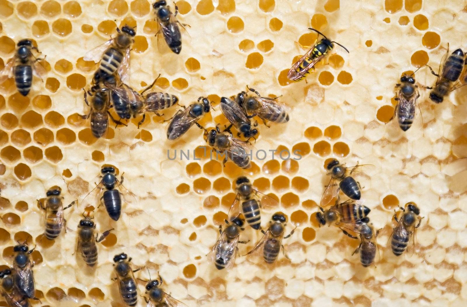 honey comb and a bee working