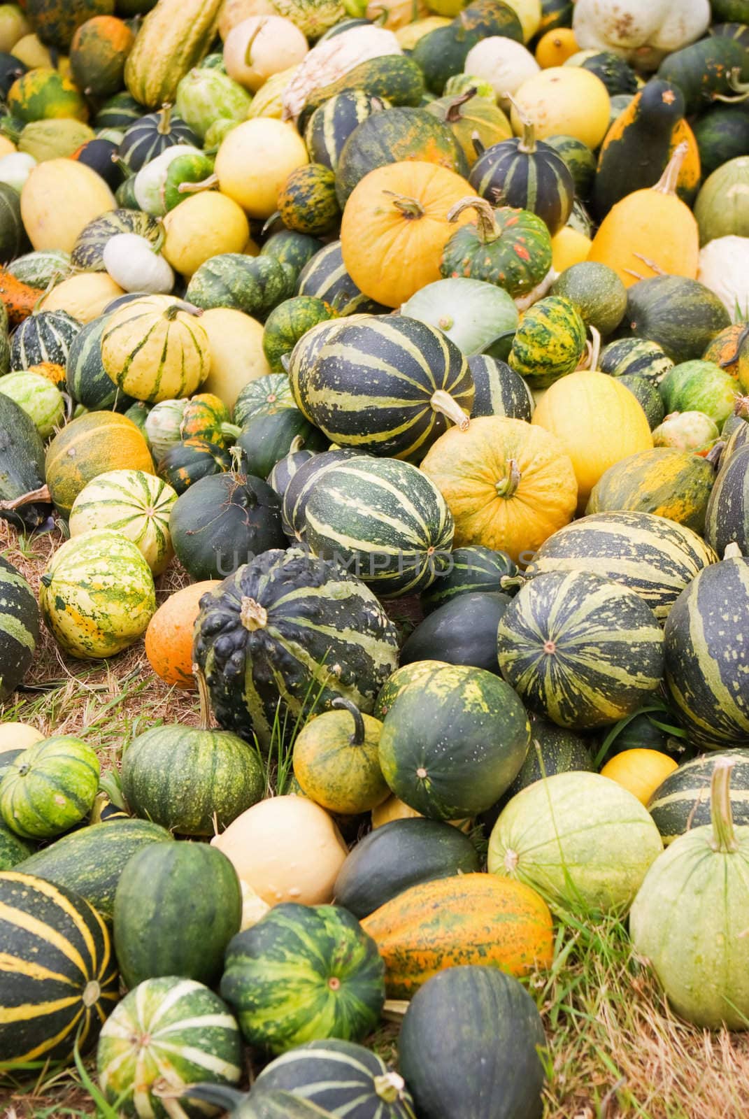 Vegetables Harvest of all kinds of pumpkins