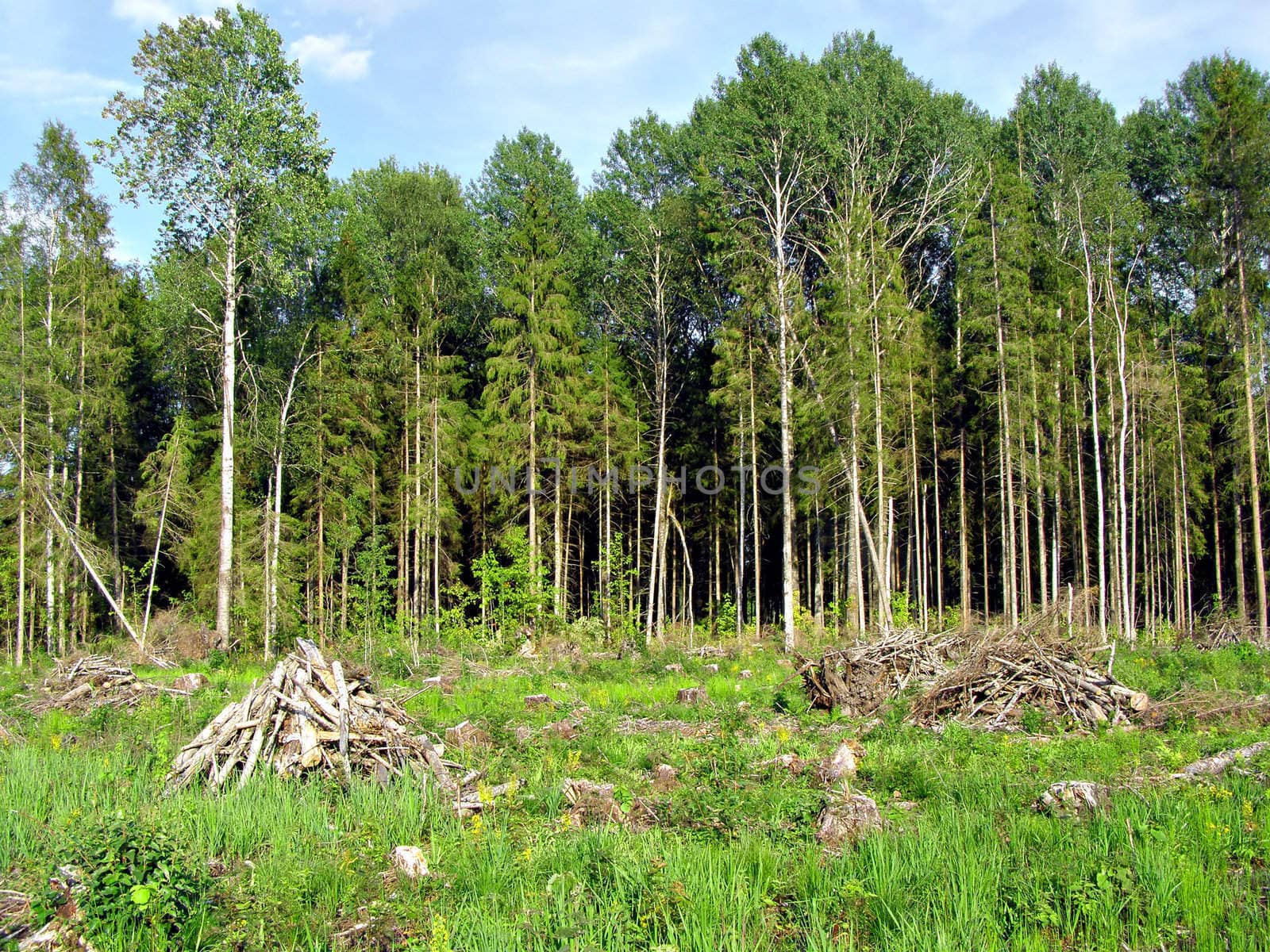 chopping wood