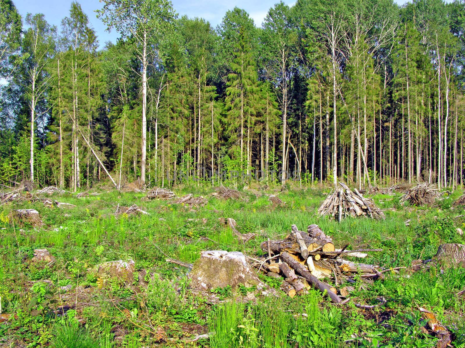 chopping wood