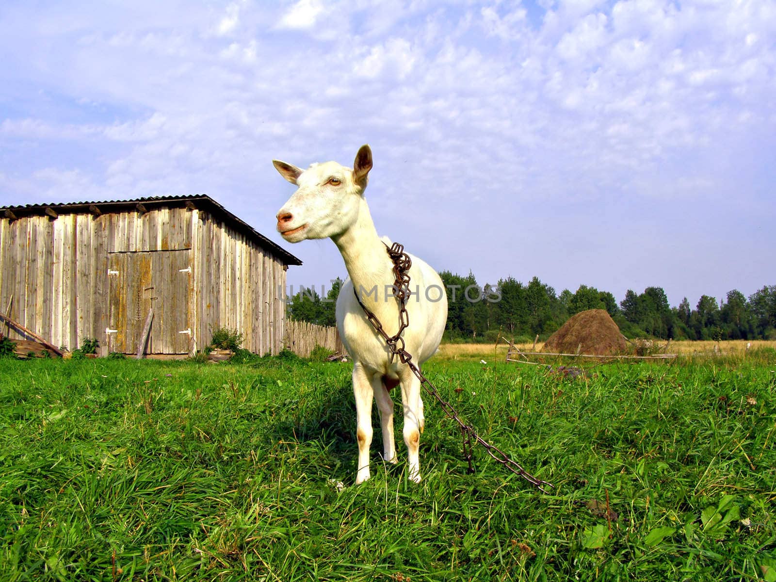 nanny goat