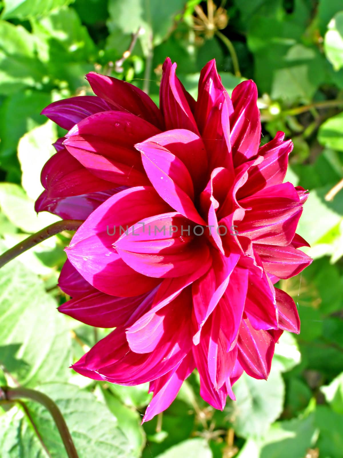 petal of the dahlia