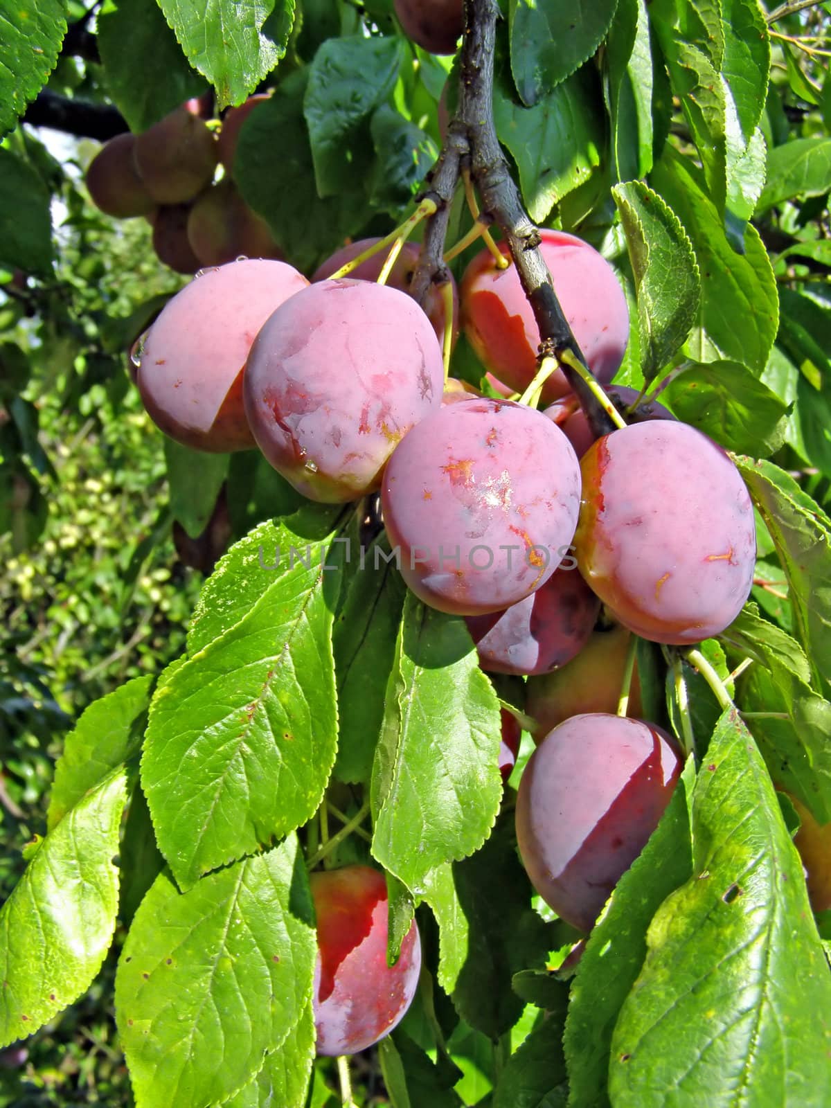 ripe plum on branch
