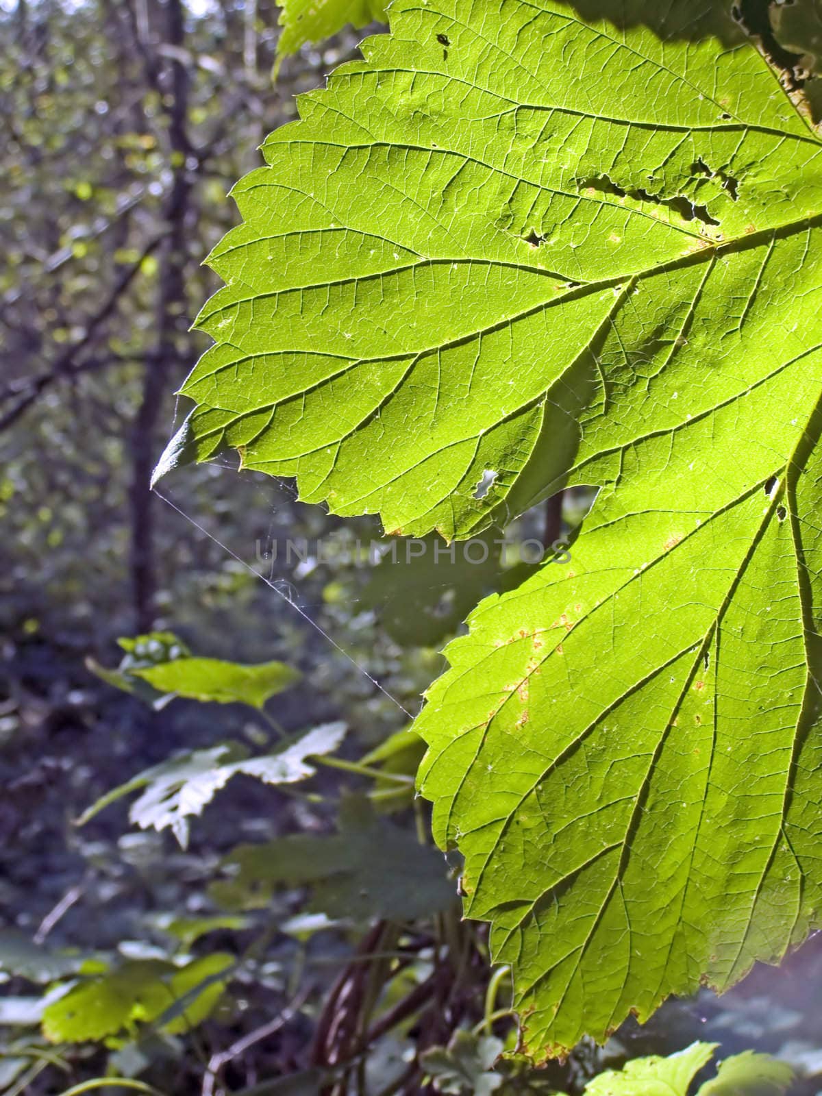 sheet tree