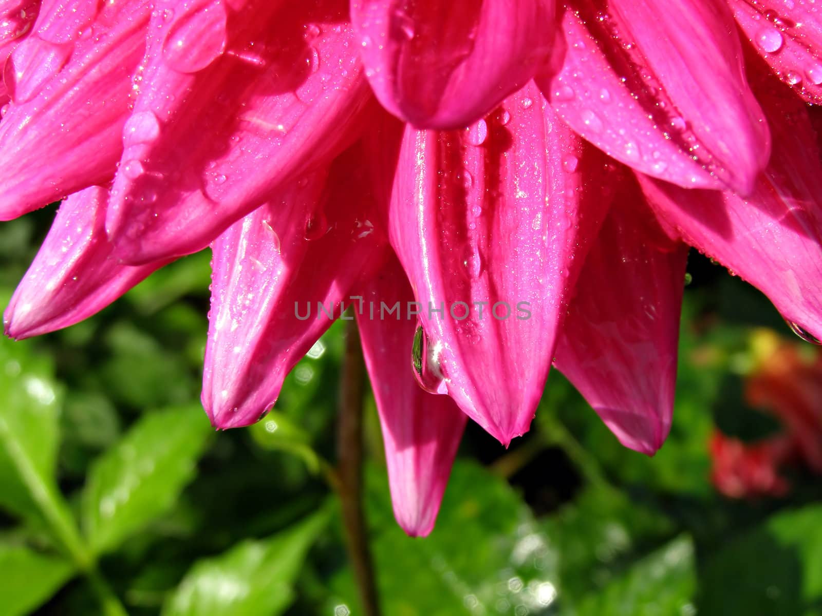 petal of the dahlia