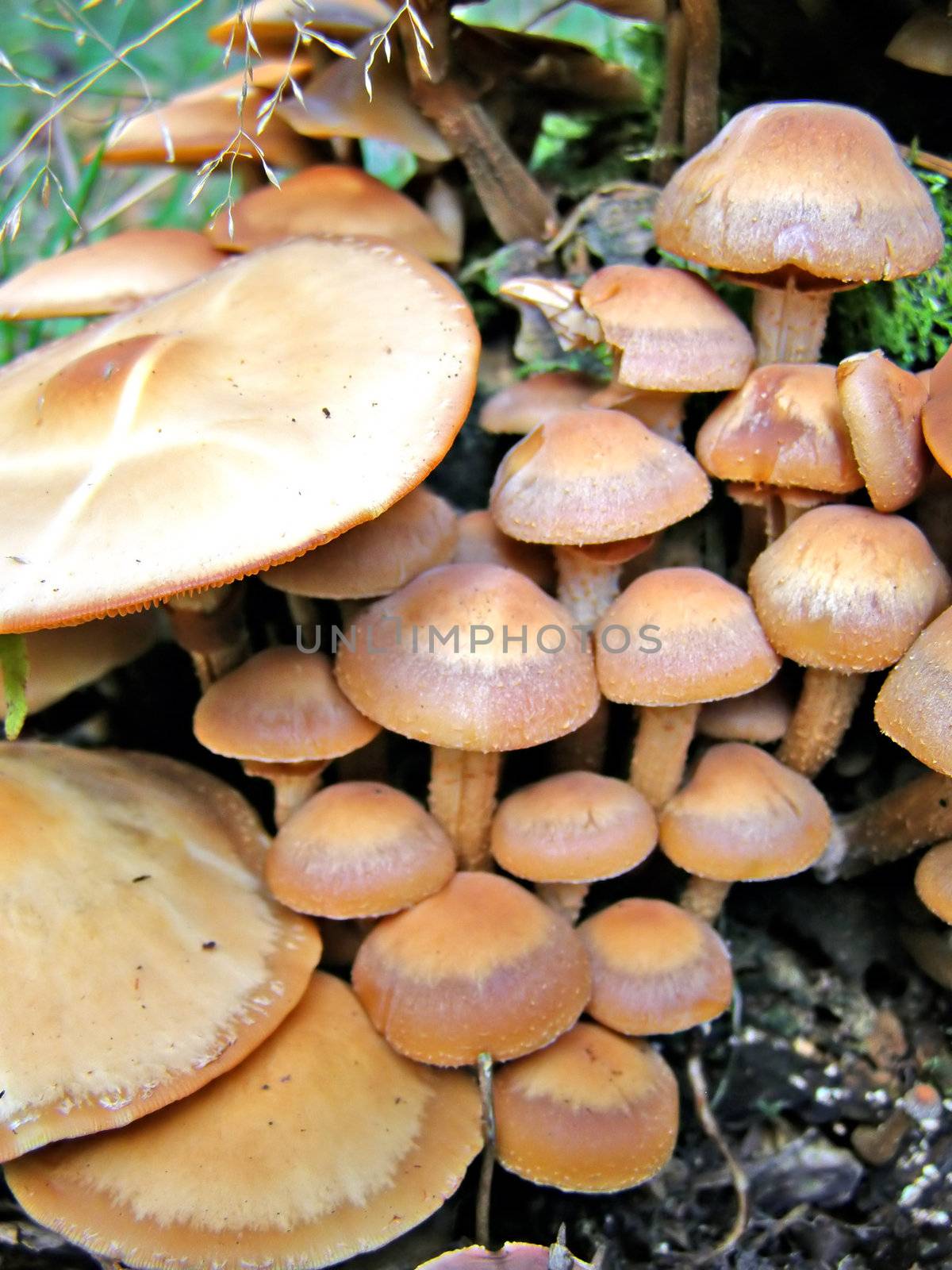 mushrooms on old stump