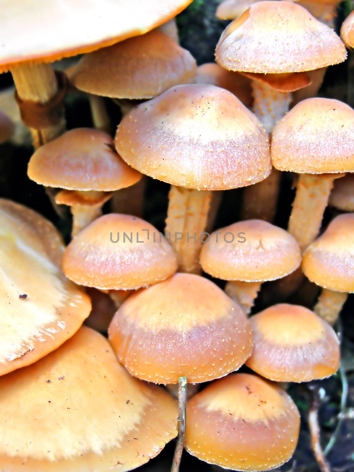 mushrooms on old stump