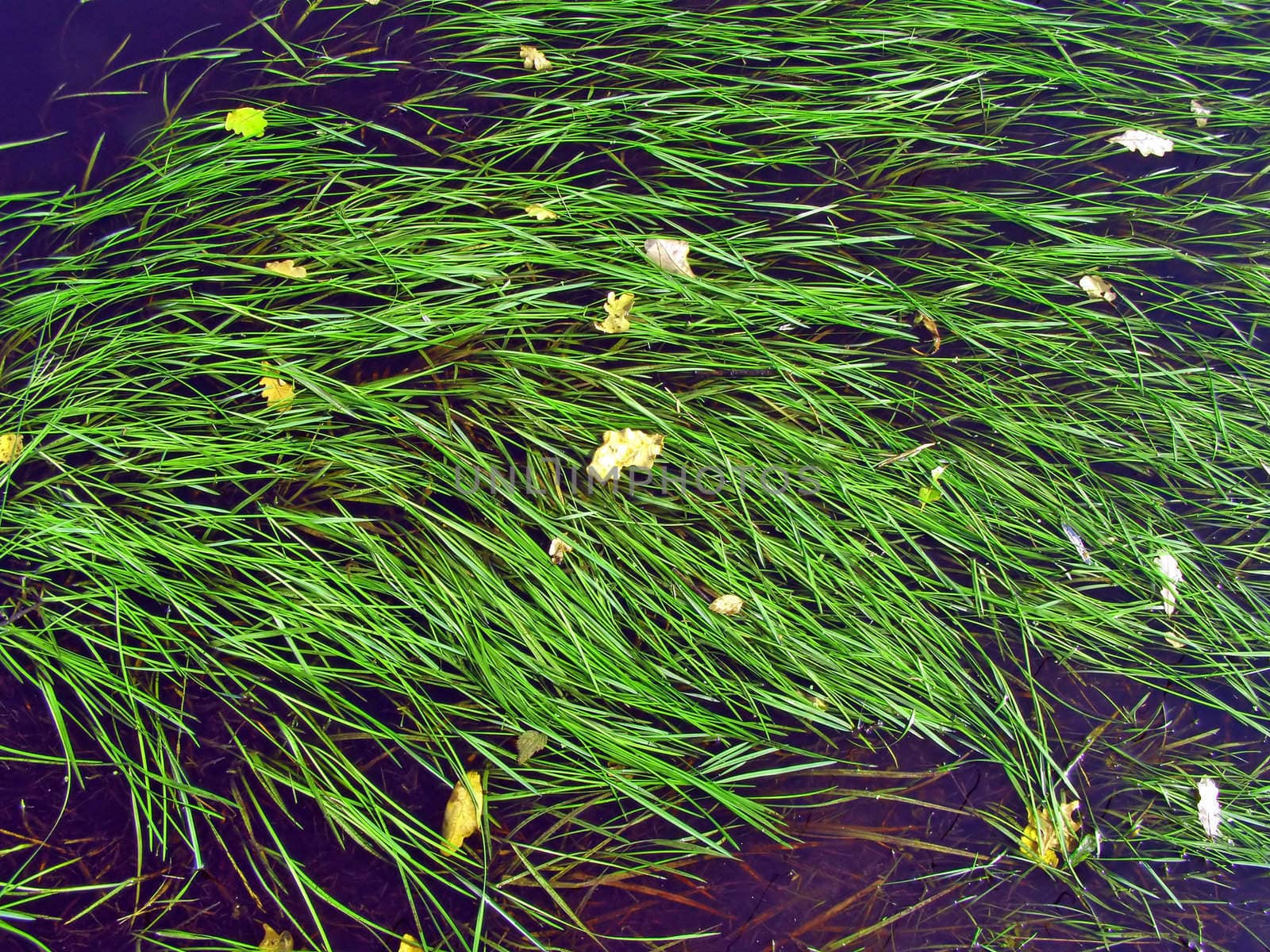 algaes in water
