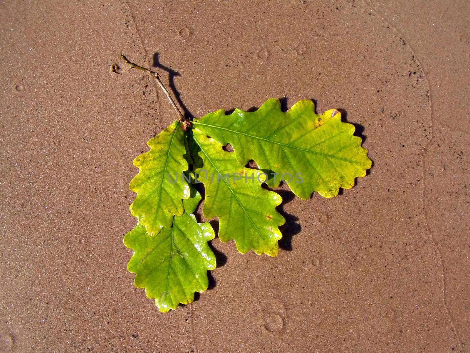wet sheet of the oak on sand
