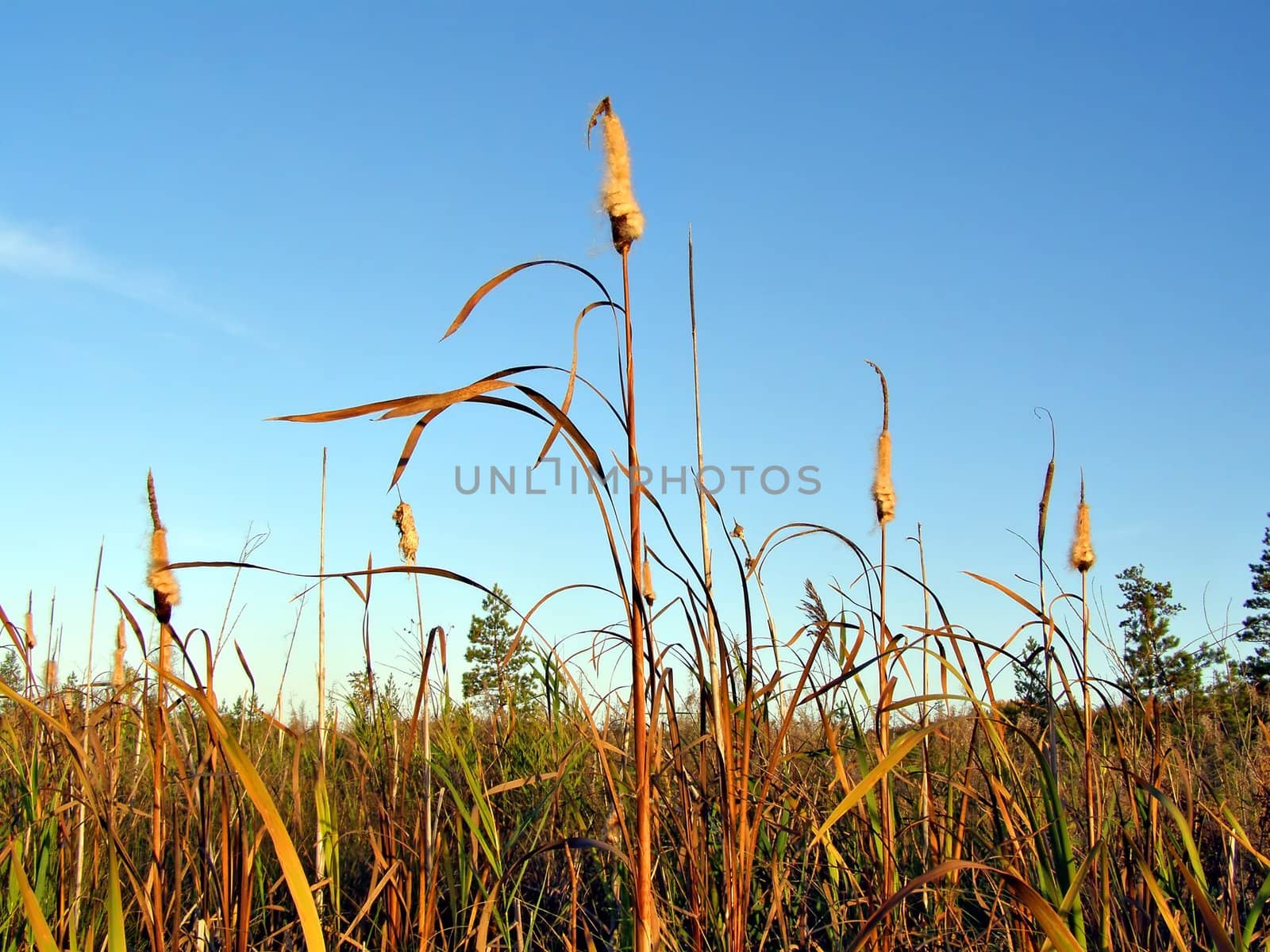 reed in marsh