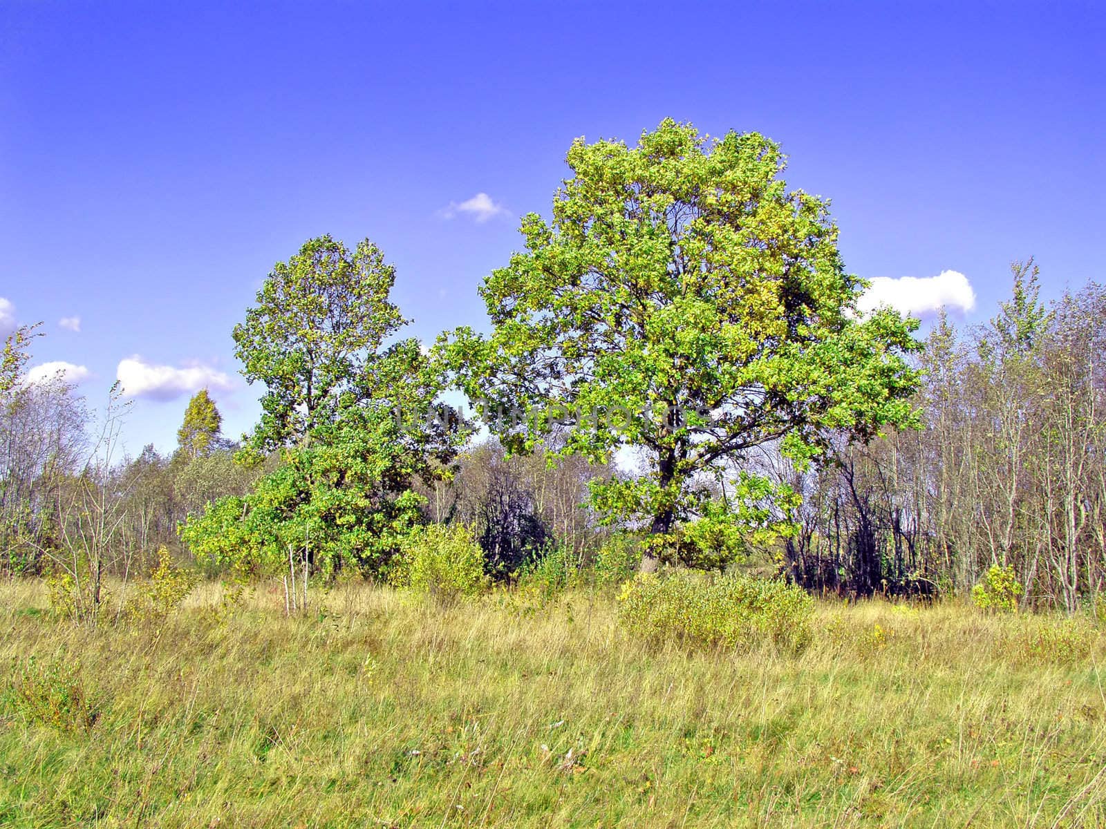 green oak