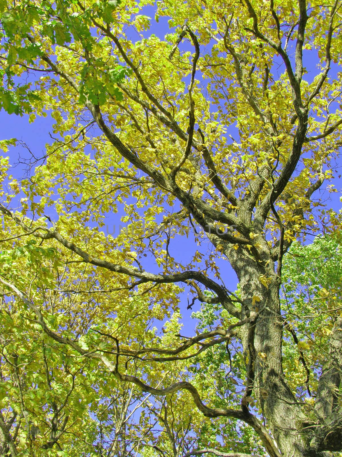 branches of the oak