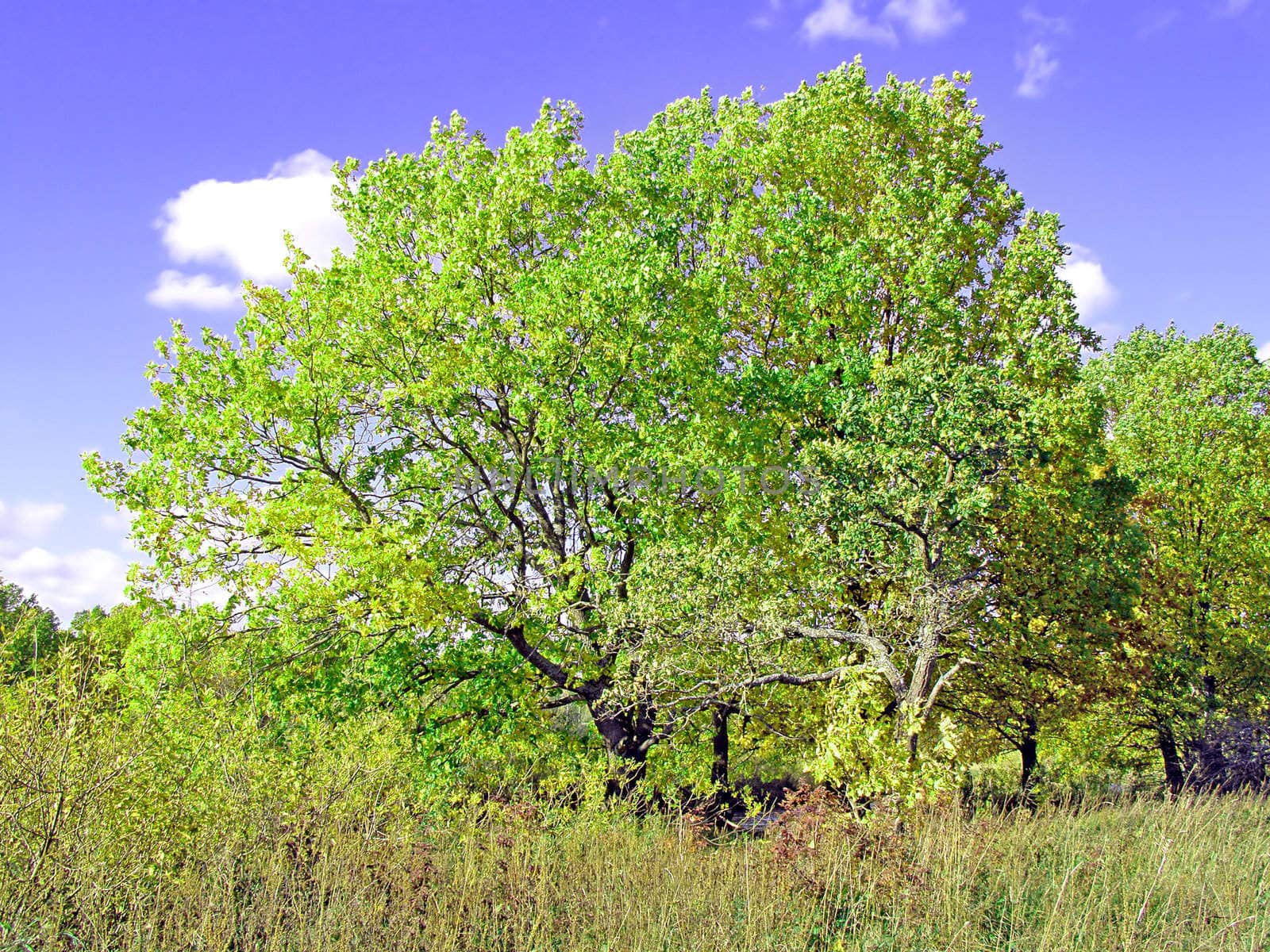 green oak