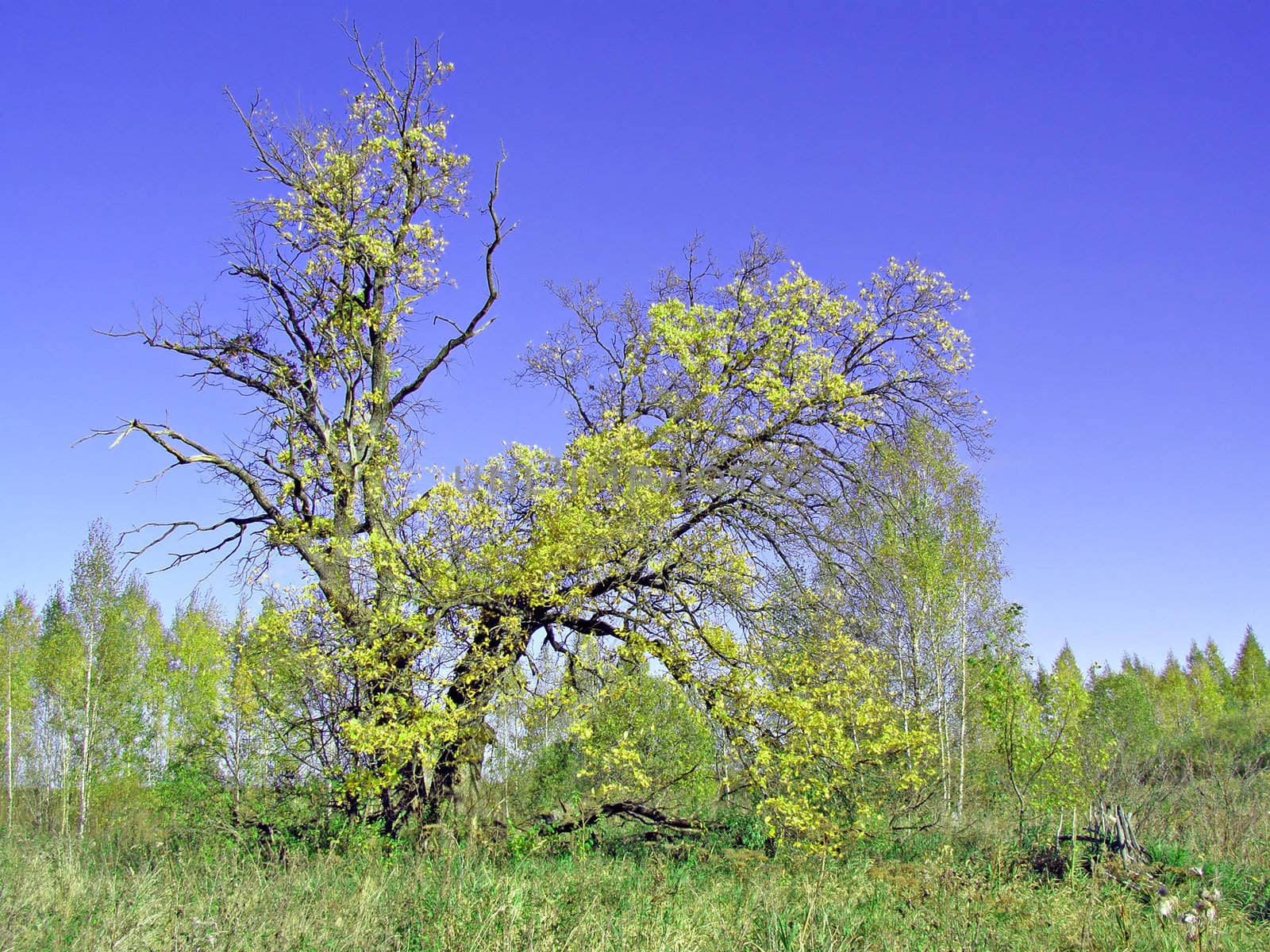 green oak