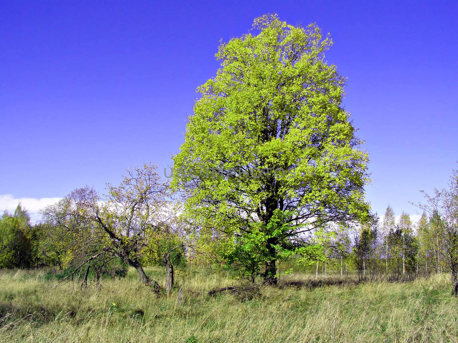 green oak