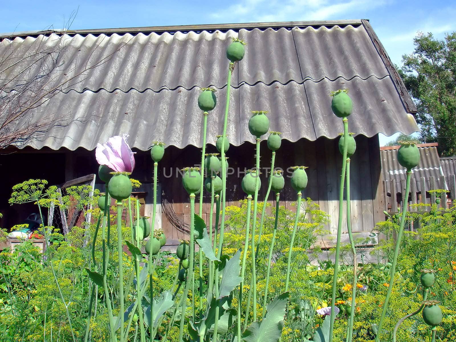 poppy