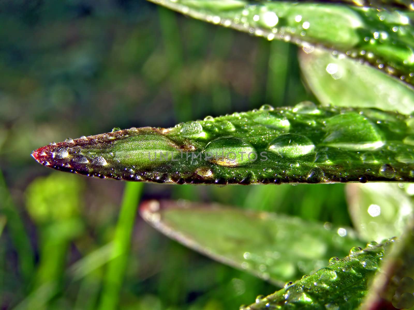 dripped rain on sheet