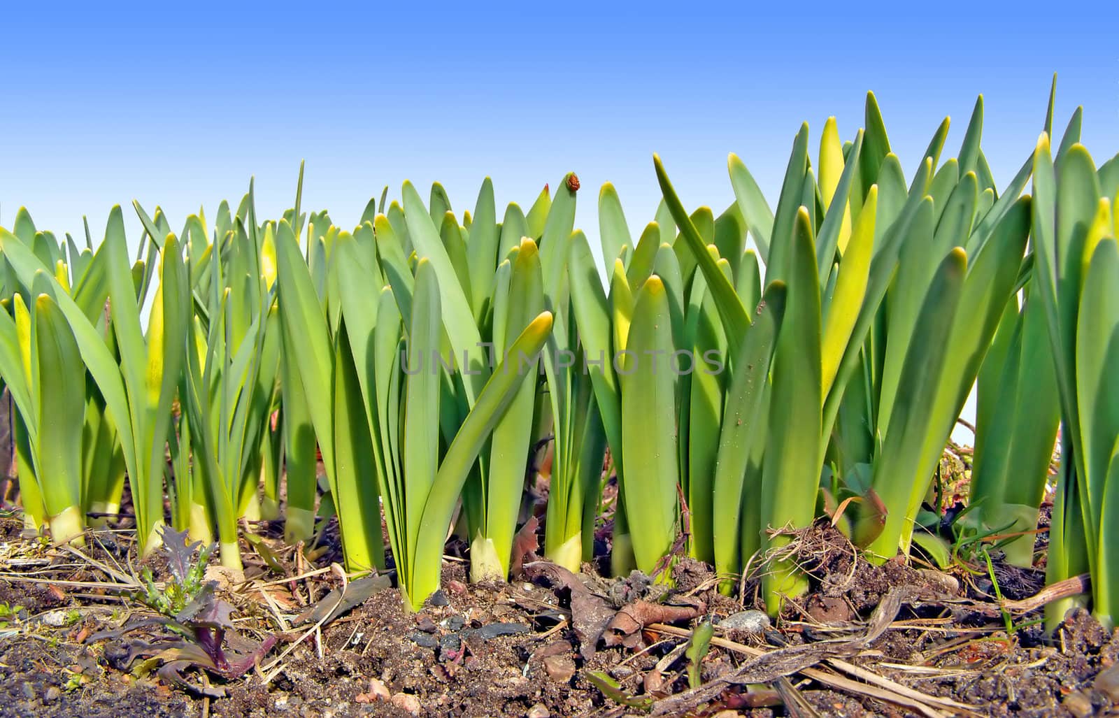 sprout of the tulip