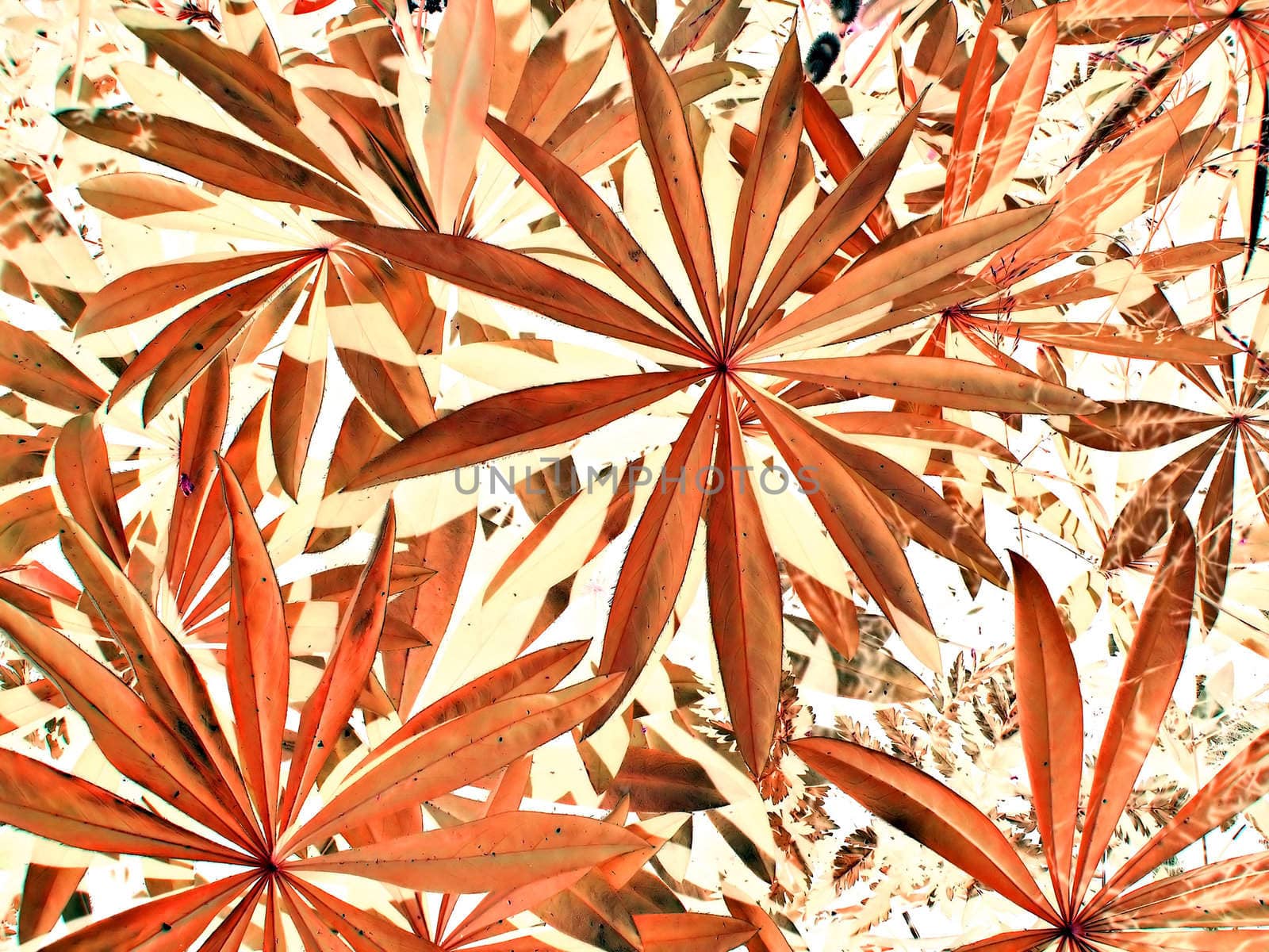 vegetable background