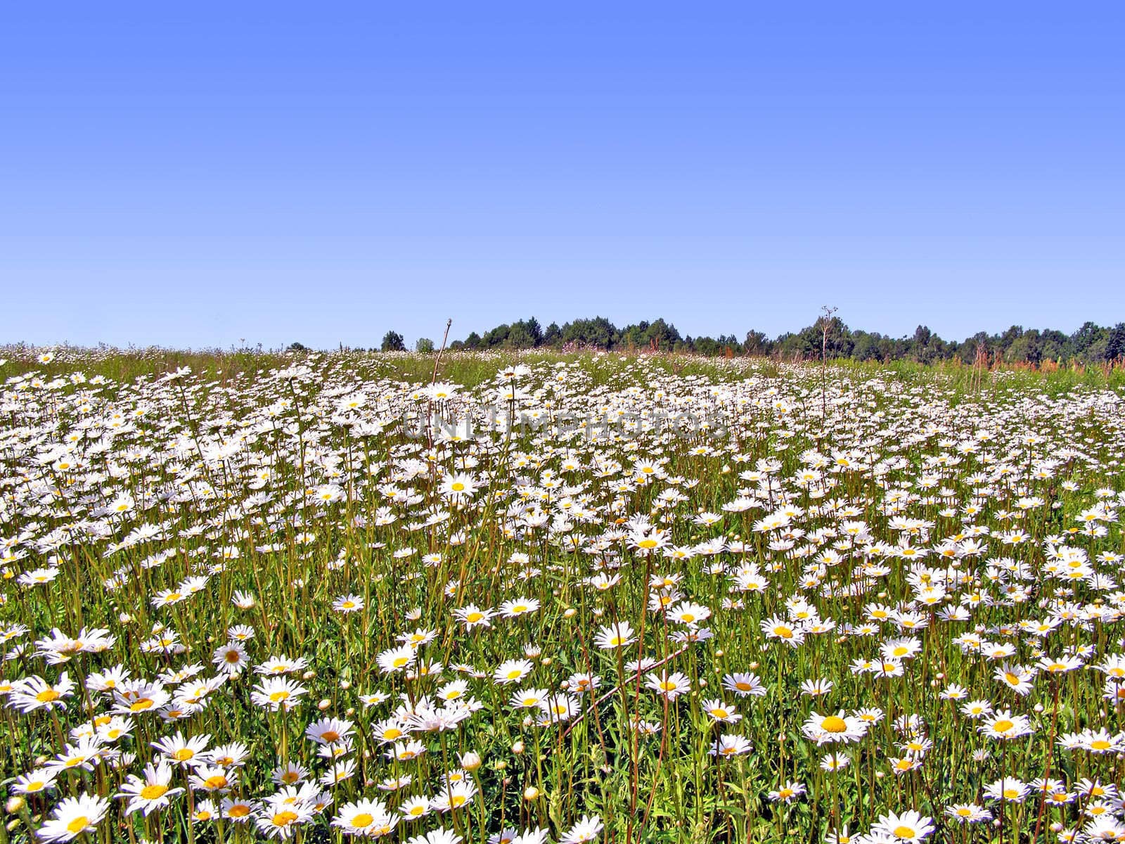 daisywheels on field