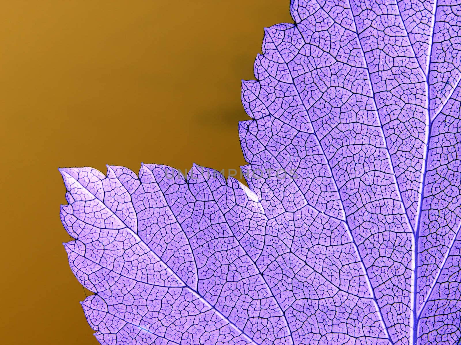 abstract sheet tree