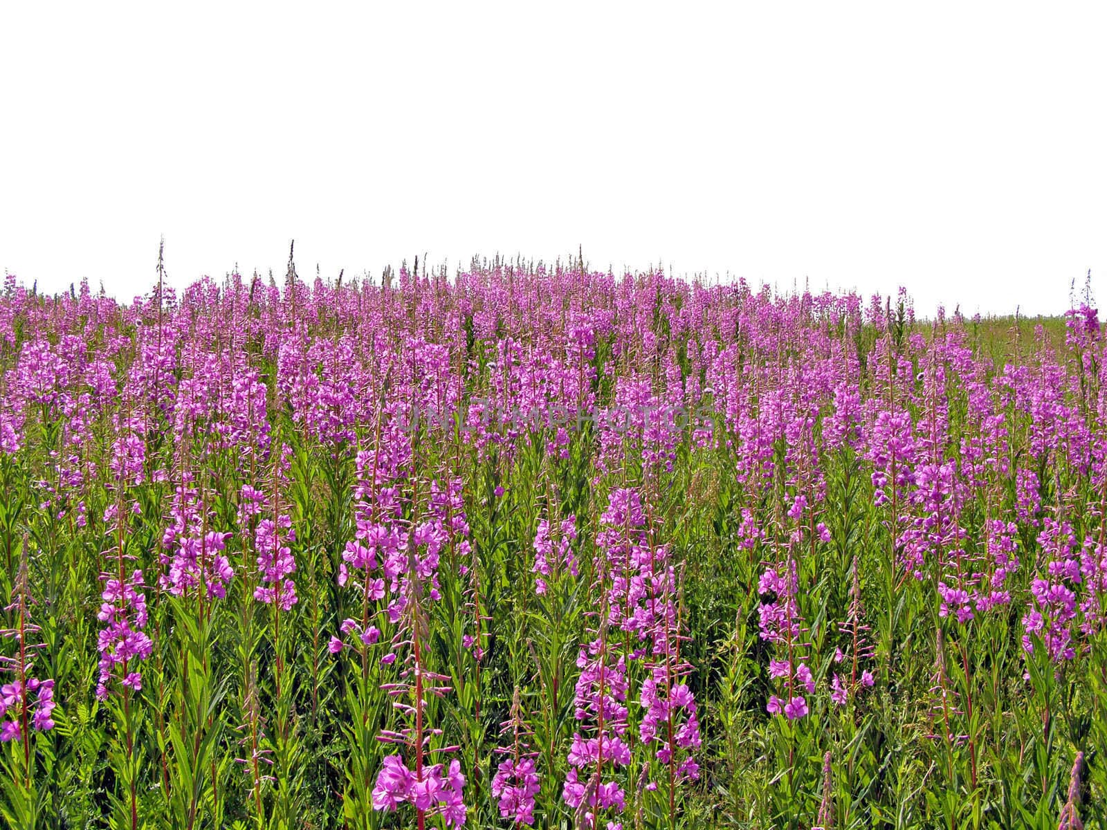 lilac flowerses on field