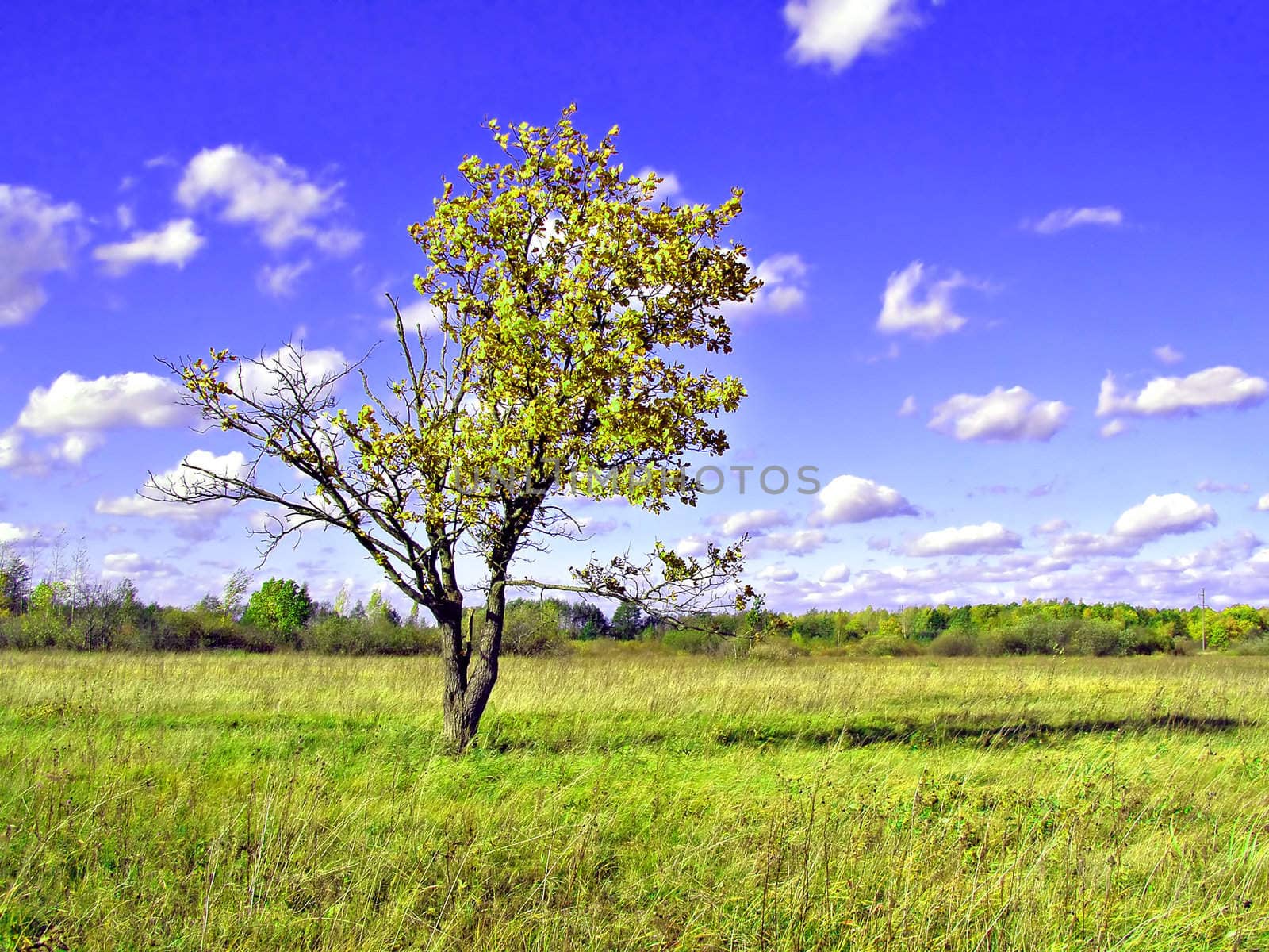 big oak on field