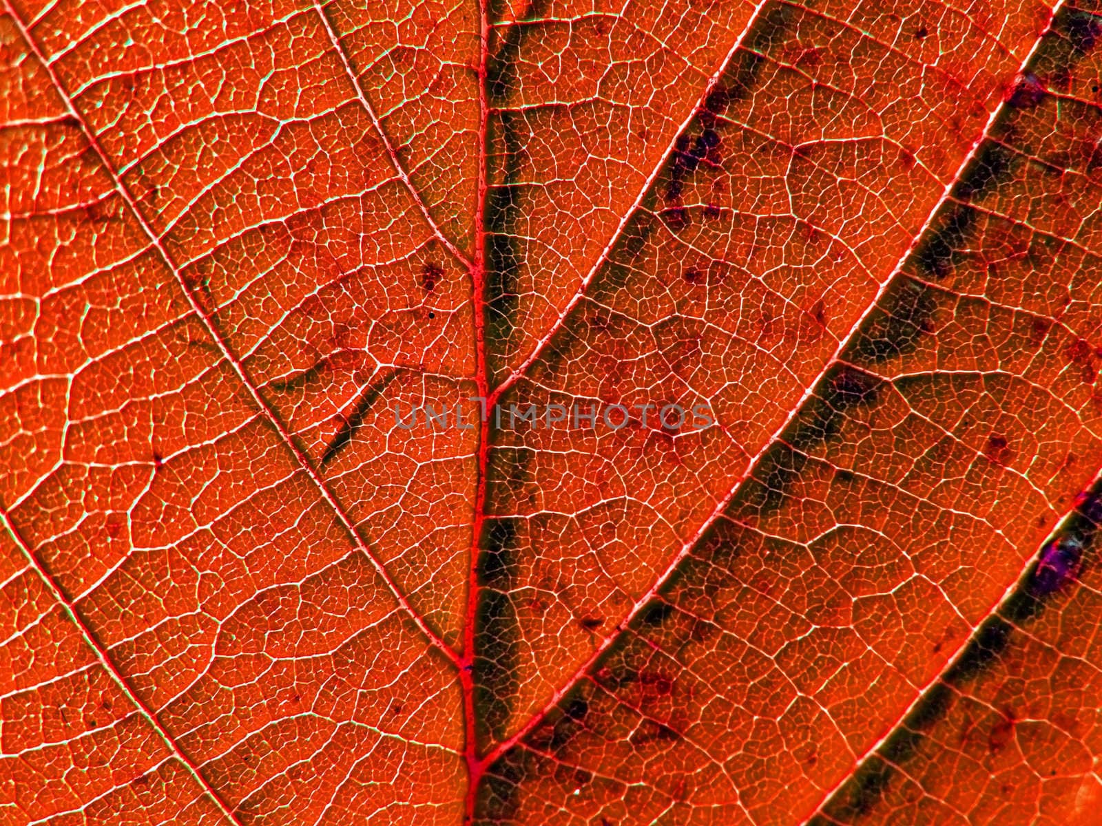 texture of the wood sheet